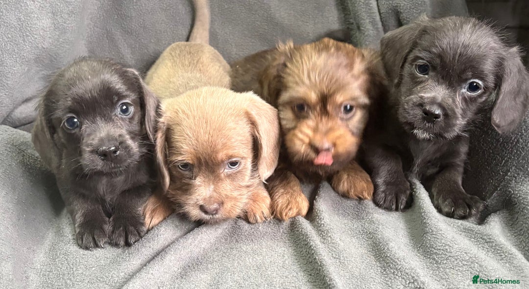 Mixed Breed dogs for sale: LOVELY LITTER OF SCHWEENIES  - Advert 6