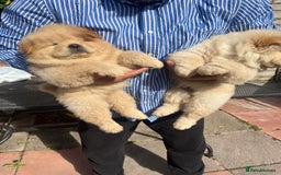 Chow Chow dogs for sale: Chow chow  - Image 6