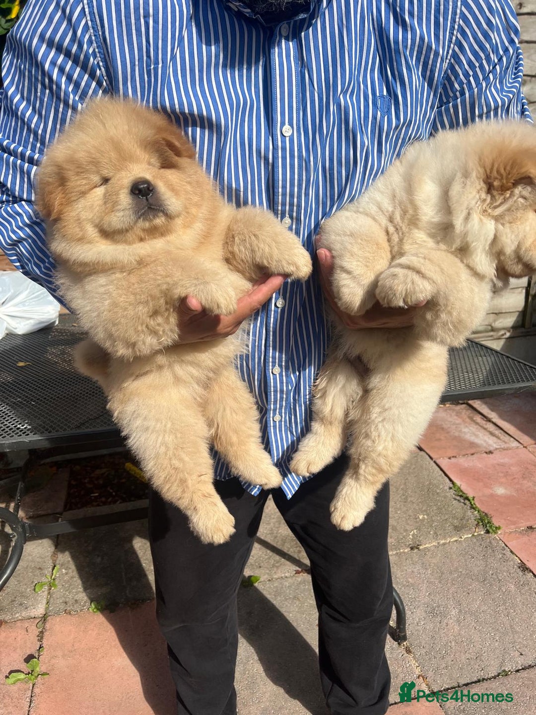 Chow Chow dogs for sale: Chow chow  - Image 6