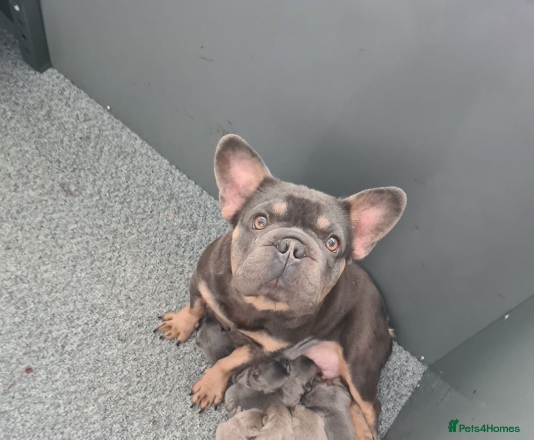 French Bulldog dogs for sale: Beautiful french bulldog puppies  - Image 8