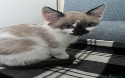 Mixed Breed cats for sale: Bengal x British long hair kittens  - Image 9
