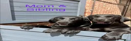 Labrador Retriever dogs for sale: Exceptional Health-Tested Purebred Labrador Puppys - Advert 21