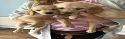 Golden Retriever dogs for sale: Golden Retriever Girls Ready Now - Advert 2