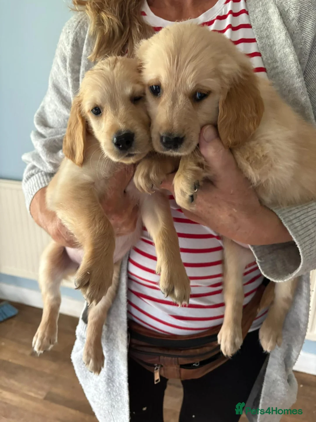 Golden Retriever dogs for sale: Golden Retriever Girls Ready Now - Advert 2