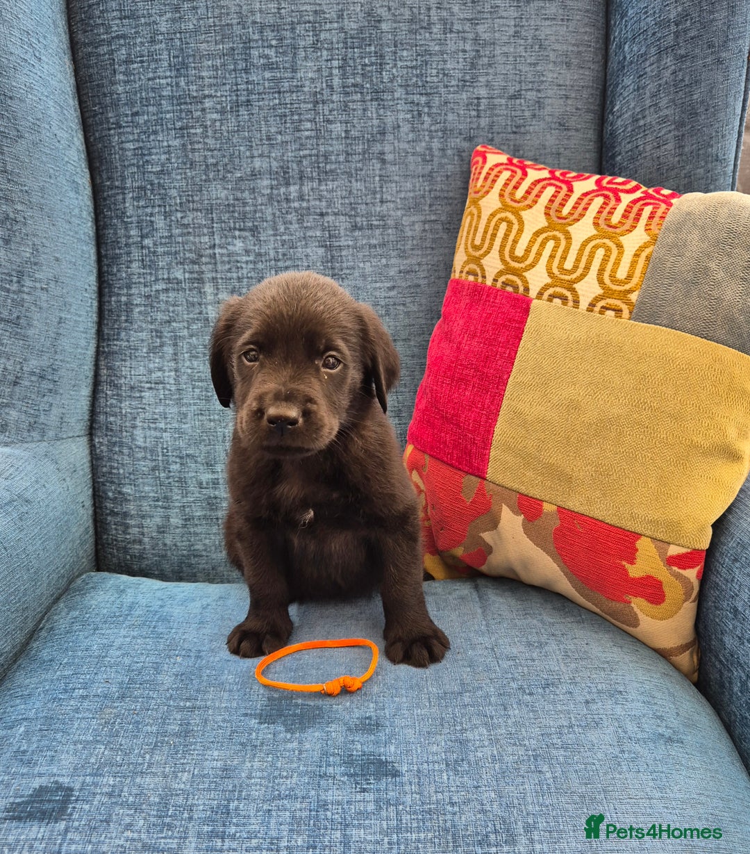 Goldador dogs for sale: Beautiful last little boy  - Image 6