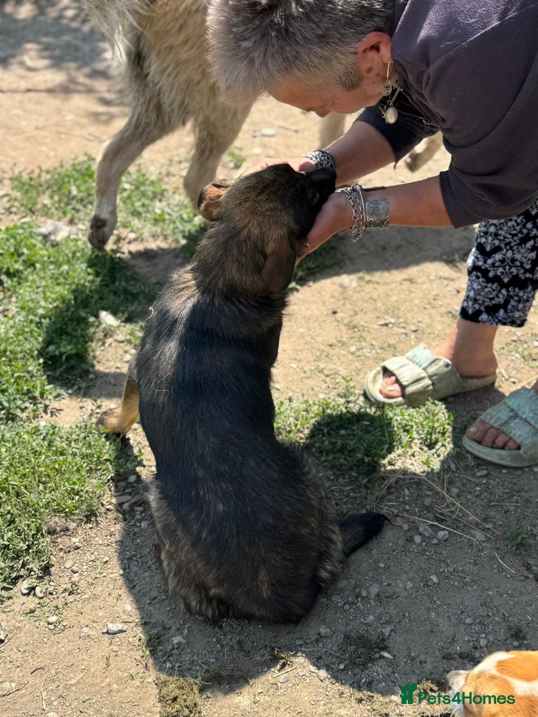 Mixed Breed dogs for adoption: Meet Lovely little LOTTIE! she needs a Loving Home - Image 15