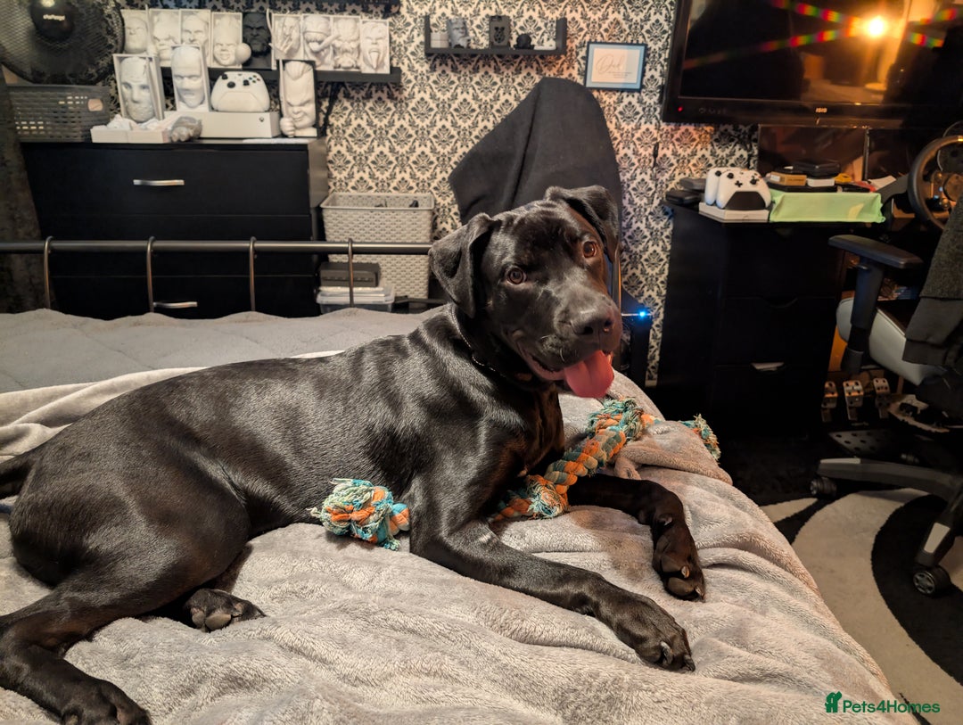 Mixed Breed dogs for sale: Rottweiler cross  - Advert 2