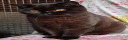 British Shorthair cats for sale: Gorgeous British Shorthair girls - Advert 2