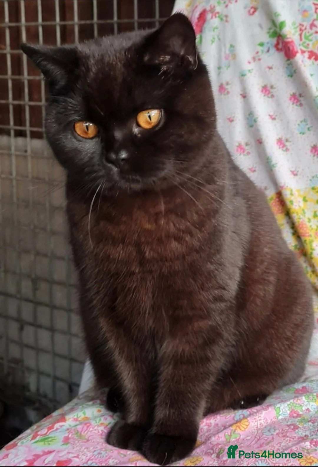 British Shorthair cats for sale: Gorgeous British Shorthair girls - Advert 2
