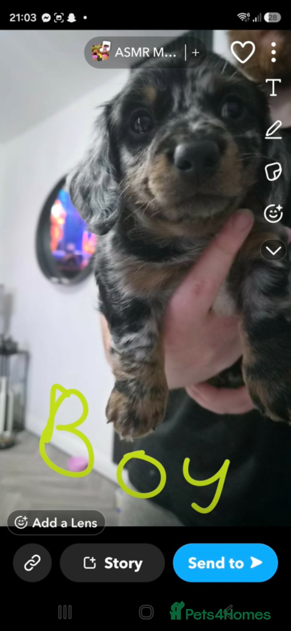 Dachshund dogs 3 female and 2 male puppies  - Advert 1