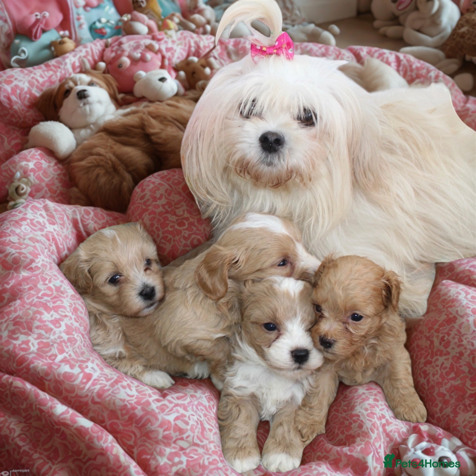 Maltipoo dogs ✨ Tiny Toy F1 Maltipoo pups ready soon ✨  - Advert 2