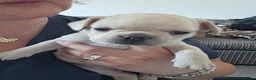 French Bulldog dogs for sale: French bulldog Puppies.  - Advert 16