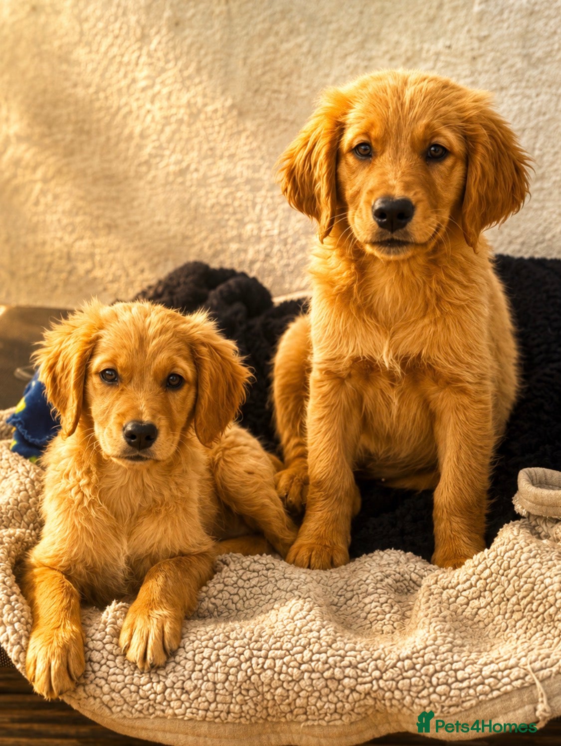 Golden Retriever dogs KC Healthy Golden Retriever Puppies - Advert 1