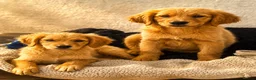 Golden Retriever dogs for sale: KC Healthy Golden Retriever Puppies - Advert 28