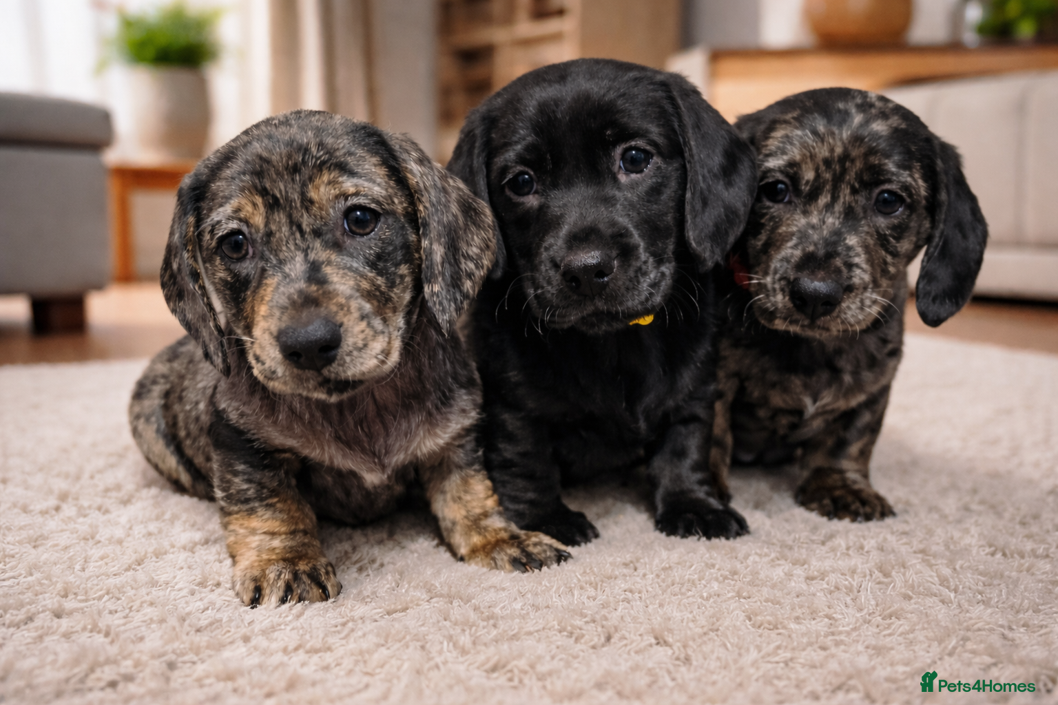 Mixed Breed dogs Three Absolutely Stunning Dachsador Puppies - Advert 4