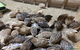 Quail poultry for sale: 🚨 COTURNIX QUAIL AVAILABLE NOW! 🐣🐥 - Image 10