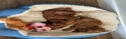 Cavapoo dogs for sale: Cavapoo F1B puppies - Advert 4