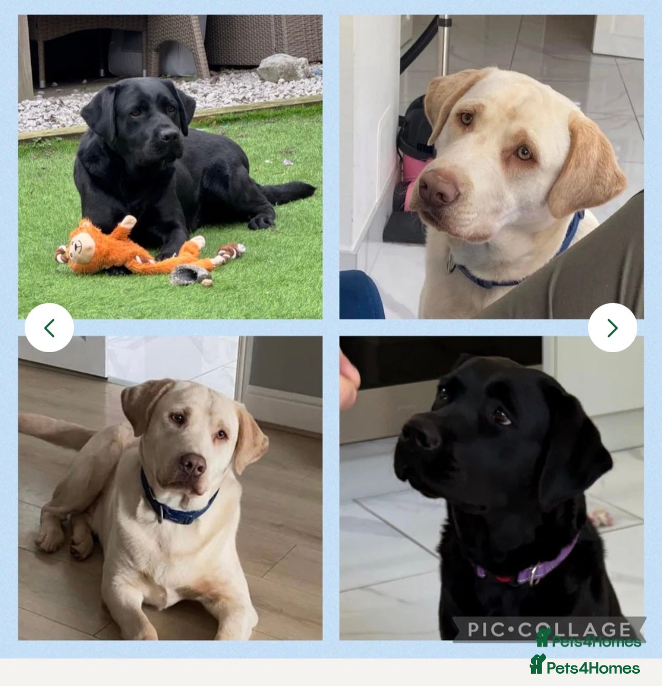 Labrador Retriever dogs KC registered quality Labradors due June  - Advert 1