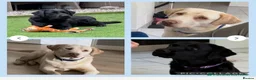 Labrador Retriever dogs for sale: KC registered quality Labradors due June  - Advert 1