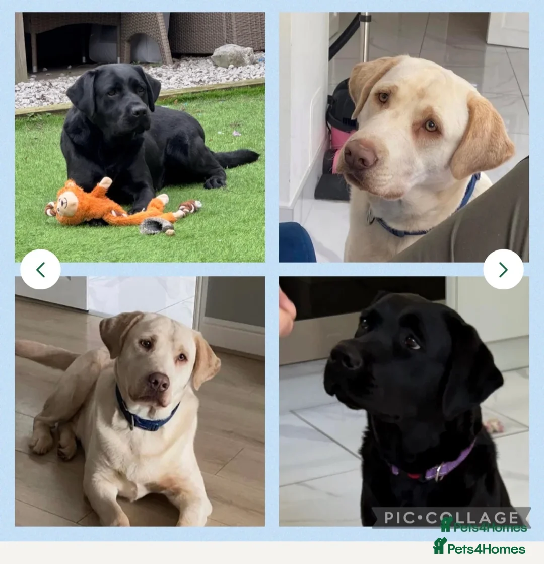 Labrador Retriever dogs for sale: KC registered quality Labradors due June  - Advert 1