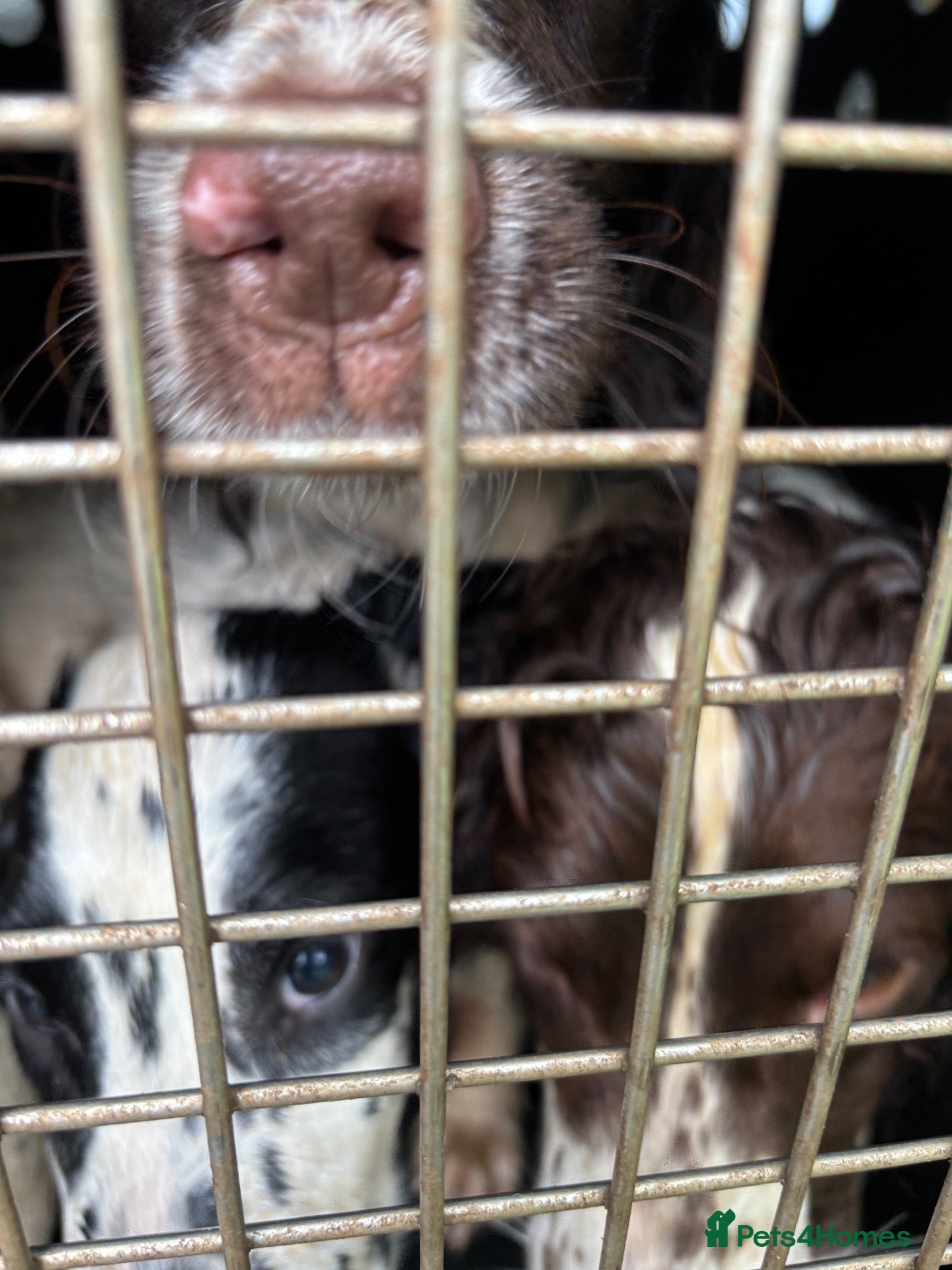 English Springer Spaniel dogs ESS bitch puppy 4 months black/white  - Advert 1
