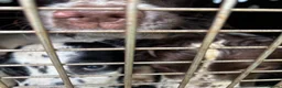 English Springer Spaniel dogs for sale: ESS bitch puppy 4 months black/white  - Advert 1