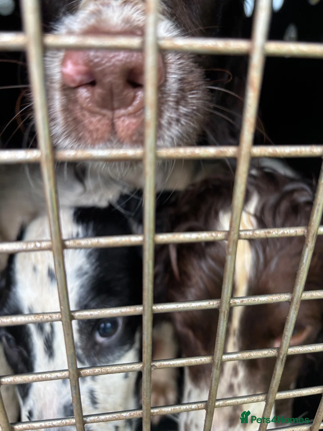 English Springer Spaniel dogs for sale: ESS bitch puppy 4 months black/white  - Advert 1