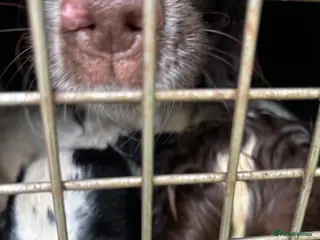 English Springer Spaniel dogs ESS bitch puppy 4 months black/white - Advert 1