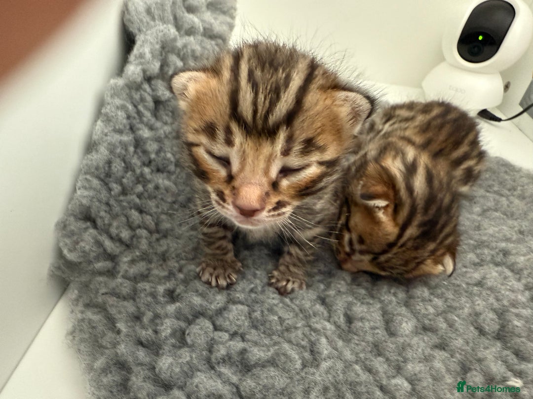 Bengal cats for sale: Exceptional show quality Brown TICA registered 🥰 - Image 29