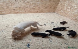 Labrador Retriever dogs for sale: Labrador Puppies black gold and chocolate  - Image 5