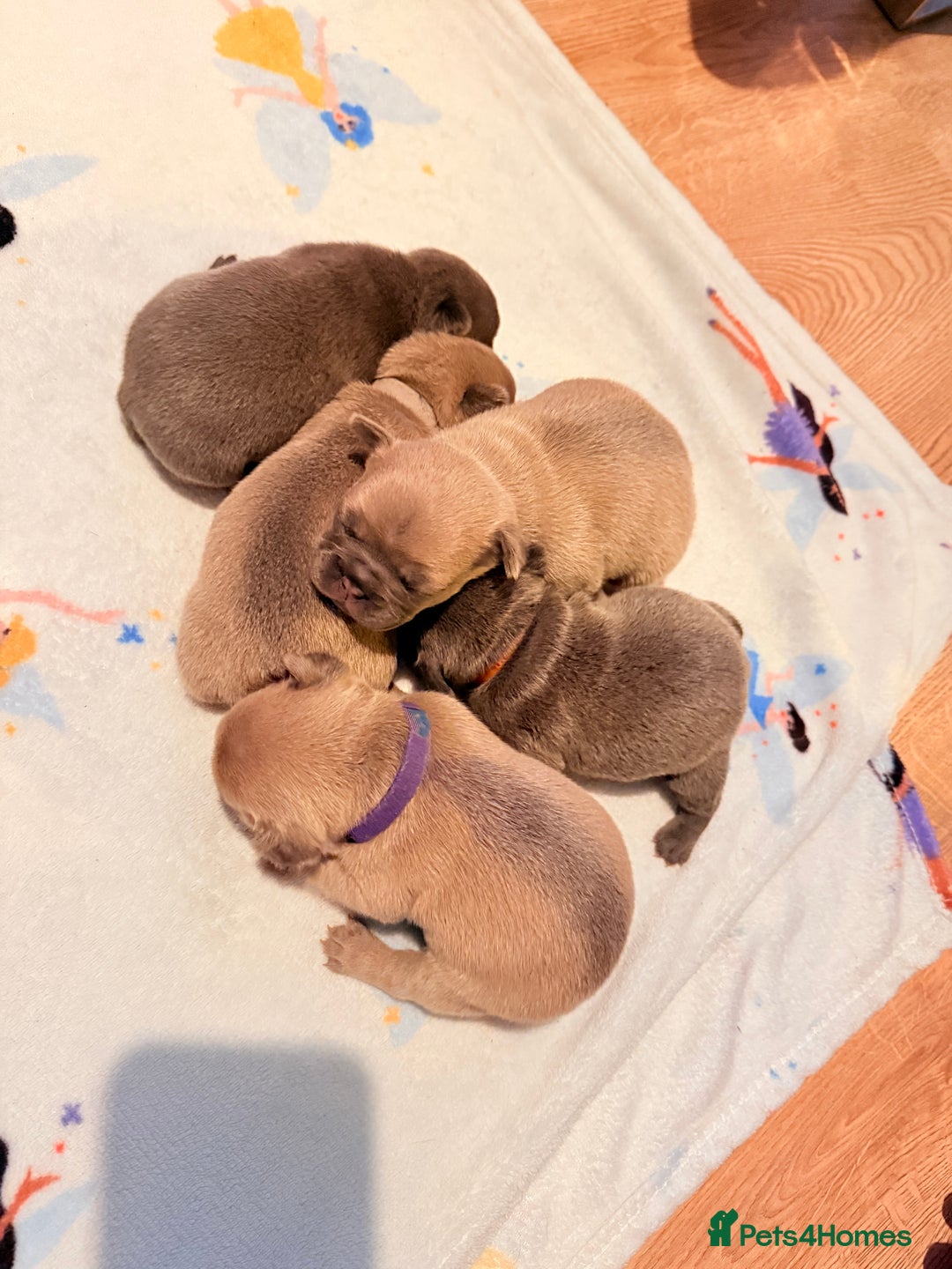 French Bulldog dogs for sale: French Bulldog Pups - Blue & New Shade Isabella 🐾 - Advert 1