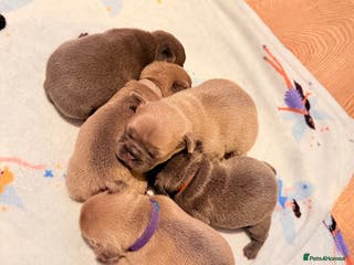 French Bulldog dogs French Bulldog Pups - Blue & New Shade Isabella 🐾 - Advert 7