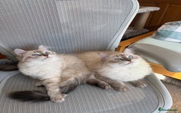 Siberian cats for sale: GCCF Registered Siberian Neva Masquerade Kittens - Image 2