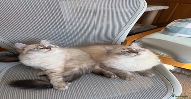 Siberian cats - Advert 3
