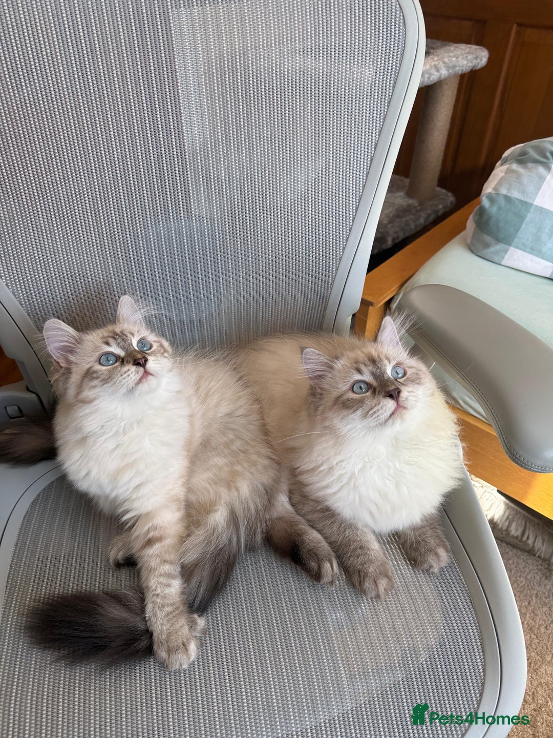 Siberian cats for sale: GCCF Registered Siberian Neva Masquerade Kittens - Image 2