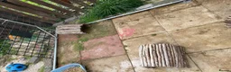 Dwarf Lop rabbits for sale: 3 Rabbits  in Leeds - Advert 4