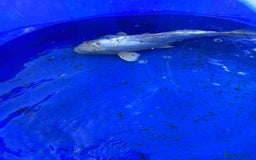 Koi Carp fish for sale: Koi fish - Image 14