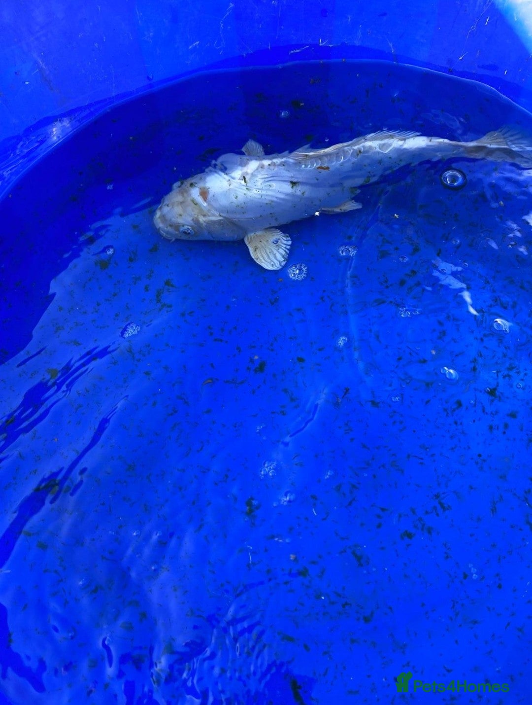 Koi Carp fish for sale: Koi fish - Image 14