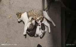 Mixed Breed cats for sale: 1 female , 2 male almost 14wks old  - Image 5