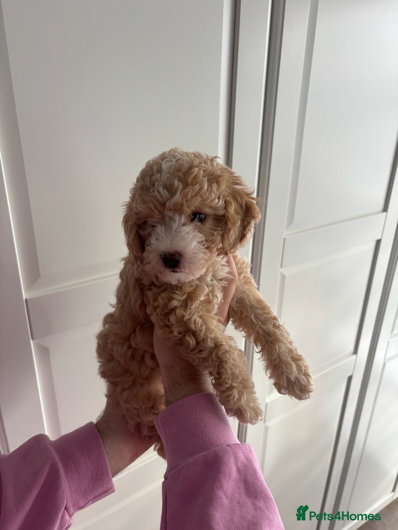 Cavapoochon dogs for sale: Stunning F1 Cavapoochon Puppies Healthy and Ready  in London - Advert 1