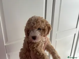 Cavapoochon dogs Stunning F1 Cavapoochon Puppies Healthy and Ready - Advert 6