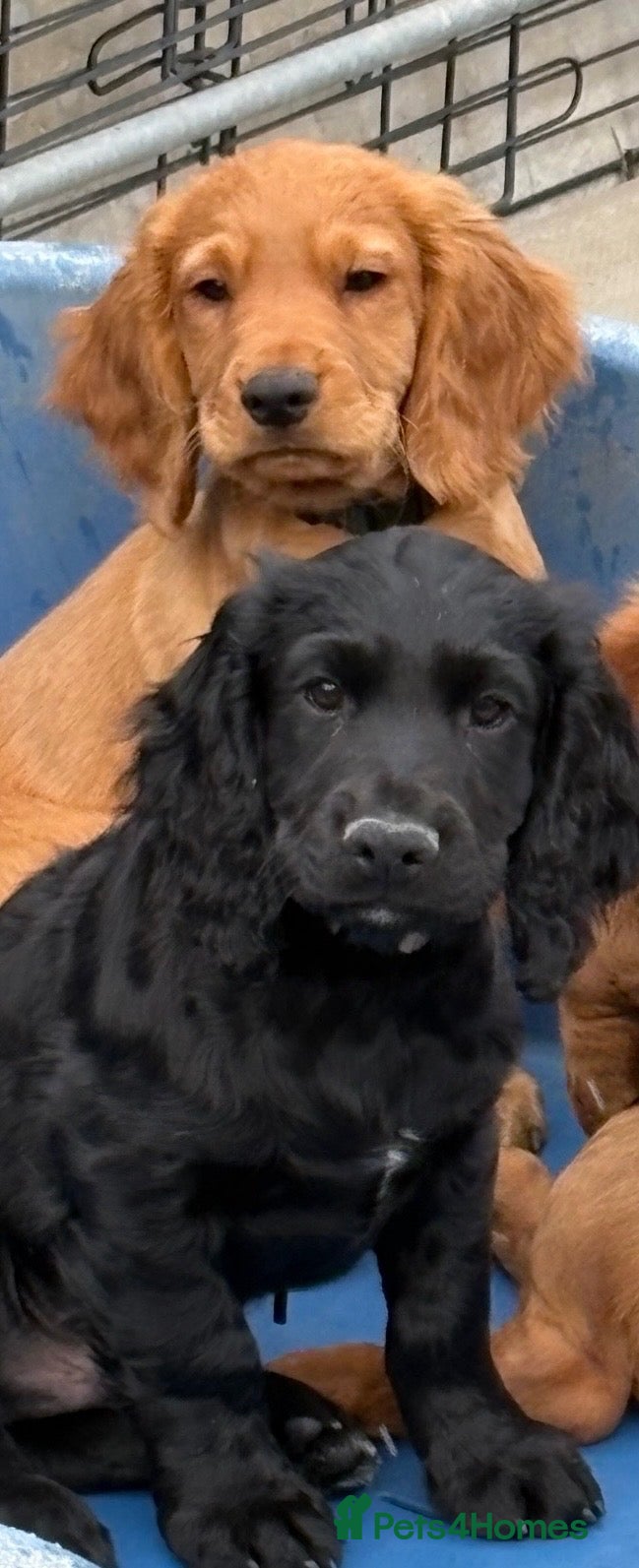 Cocker Spaniel dogs 2 Well bred working cocker spaniel puppies - Advert 5