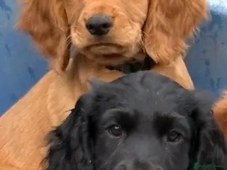 Cocker Spaniel dogs 2 Well bred working cocker spaniel puppies - Advert 5