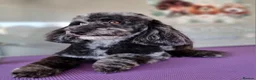 Cavapoo dogs for sale: F1 Toy cavapoos  - Advert 13