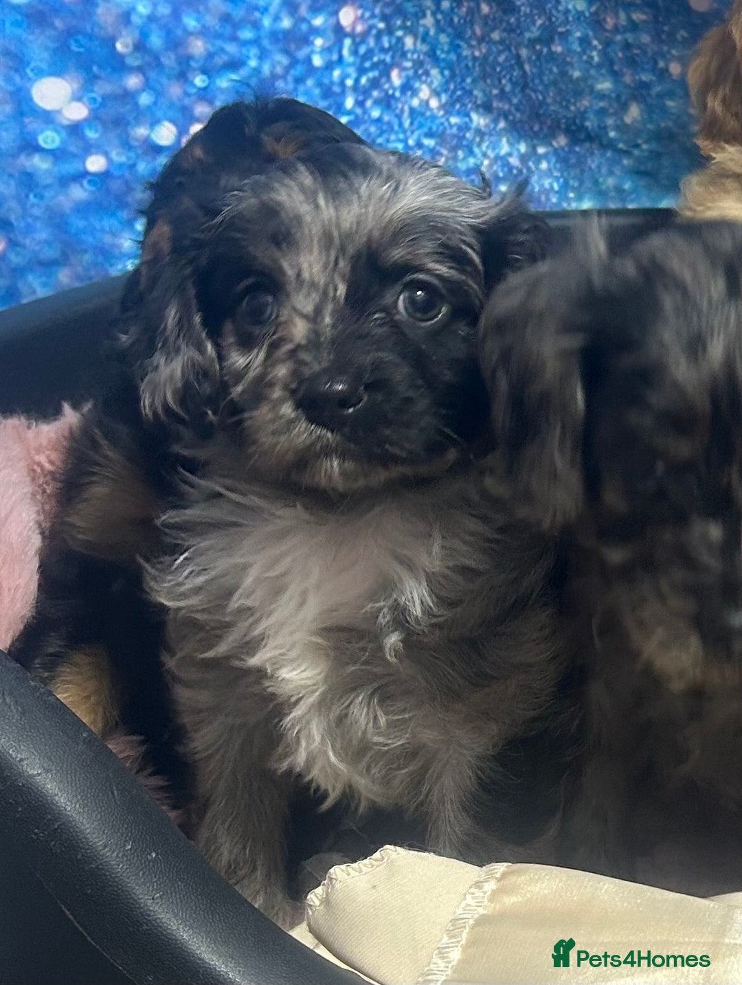 Cavapoo dogs for sale: F1 cavapoo puppies 🐶 🩵💜 - Image 17