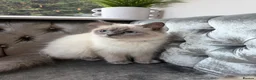 Ragdoll cats for sale: Ragdoll - Advert 7