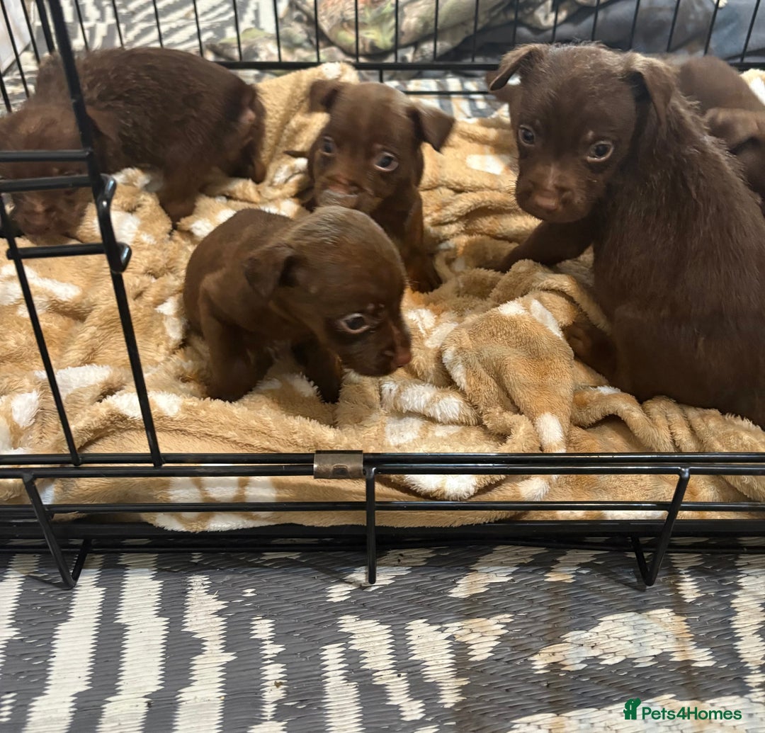 Patterdale Terrier dogs for sale: Patterdale Terrier pups  - Advert 11