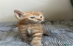 Mixed Breed cats for sale: Cuddly ginger twins - Image 3