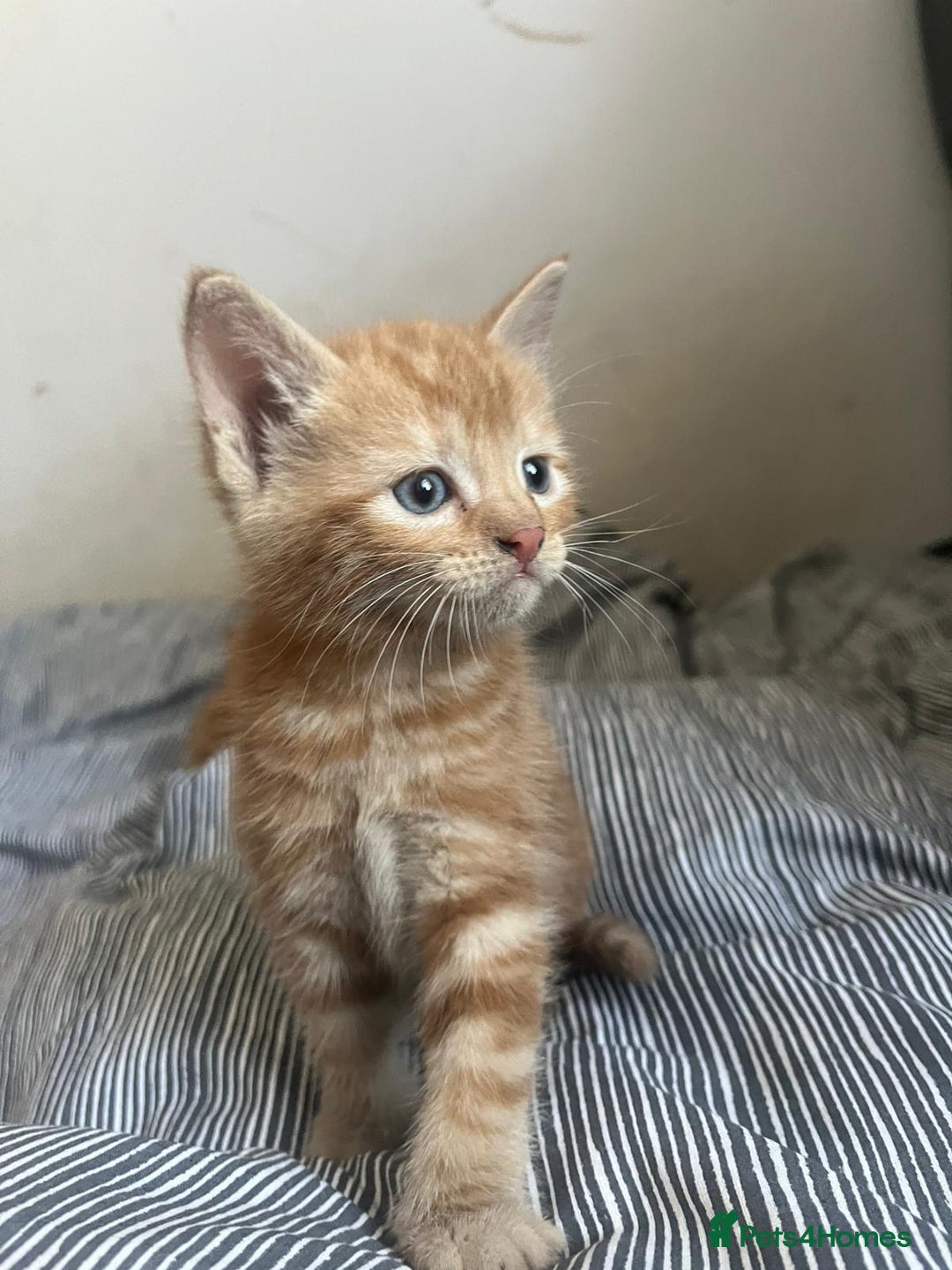 Mixed Breed cats for sale: Cuddly ginger twins - Image 3