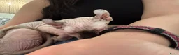 Sphynx cats for sale: 4 Months Old Elf Sphynx Kitten Looking for Homes - Advert 3